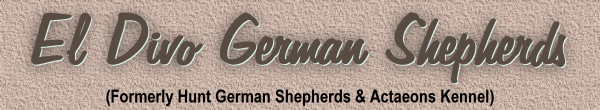 El Divo German Shepherds